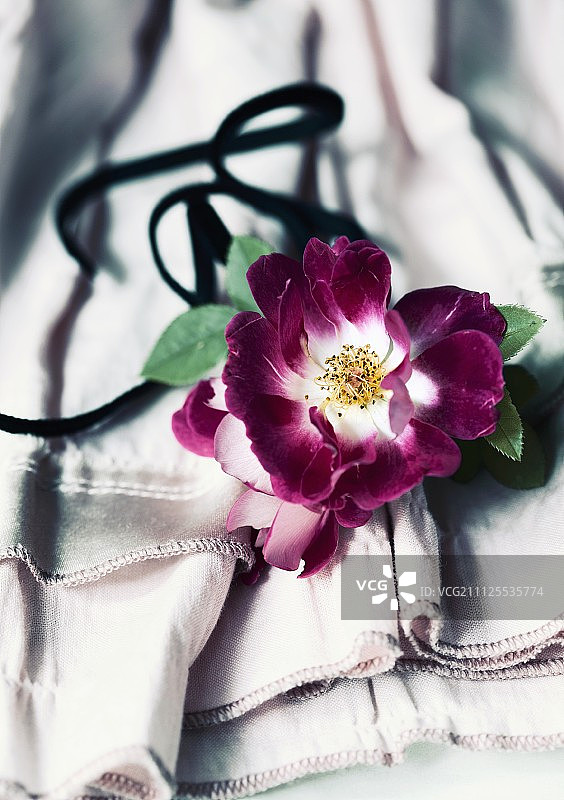 “Kiftsgate violett”品种的蔷薇花图片素材