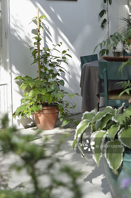 阳台上的盆栽植物，桌子和汽油蓝色的木椅图片素材