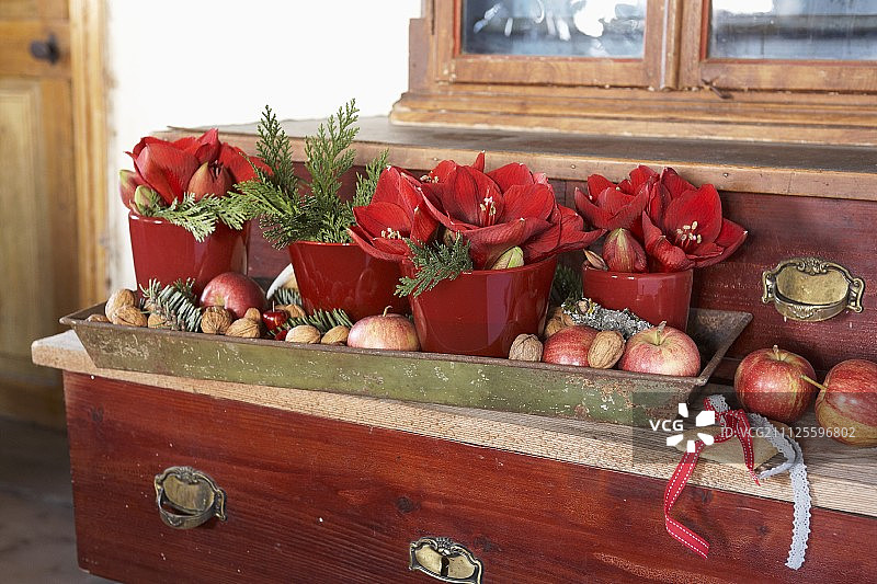 金属盘里装着红盆的孤挺花、坚果和苹果图片素材