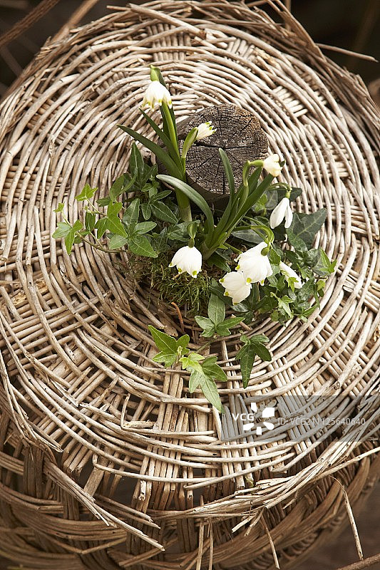 春日安排的雪花莲，春日雪花和长春藤在柳条篮子里图片素材