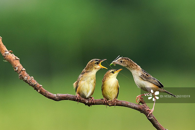 一只鸟用昆虫喂小鸡。图片素材