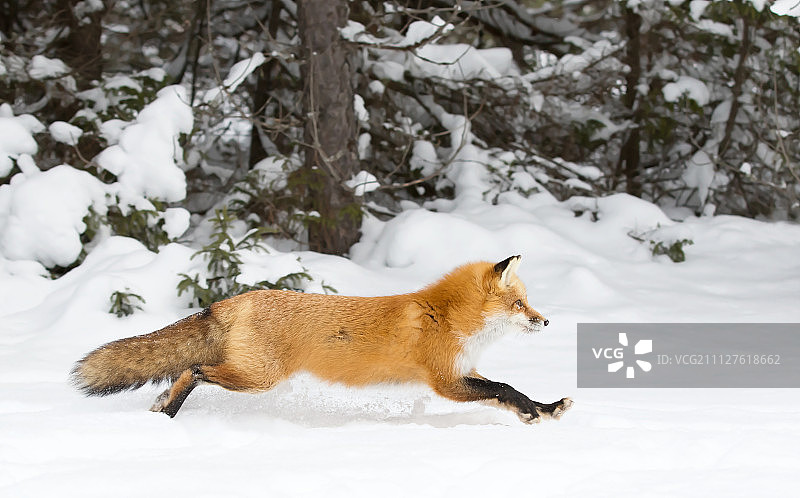 红狐在雪地里奔跑图片素材