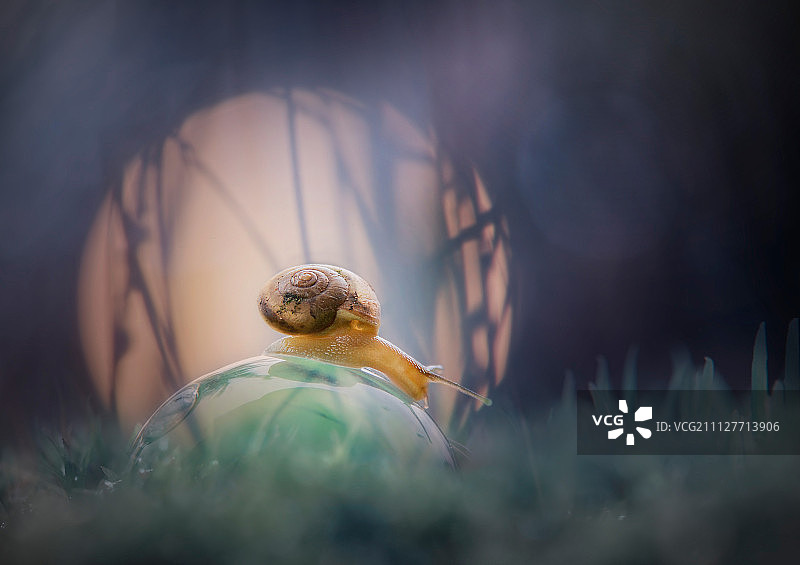 蜗牛，孤独的蜗牛在露珠上图片素材