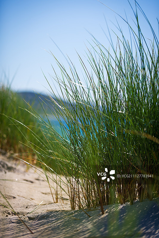 阳光明媚的海滩，沙丘，高草和蓝天图片素材