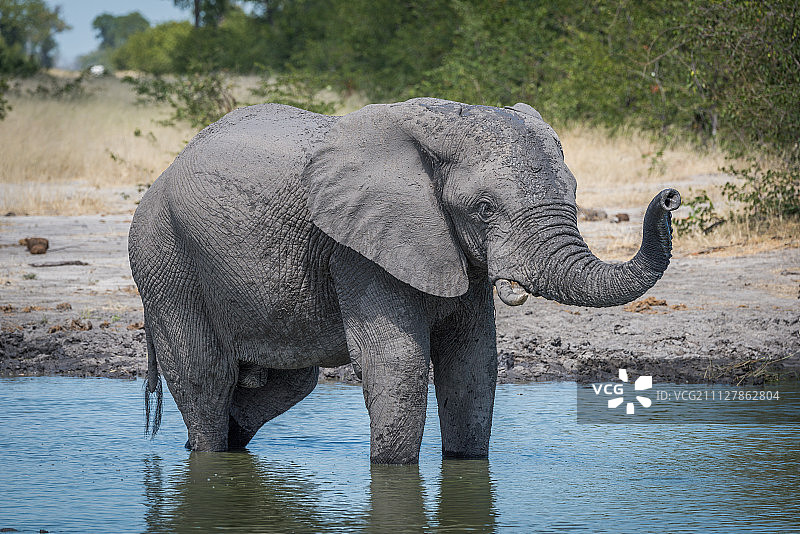 大象站在水坑里竖起鼻子图片素材