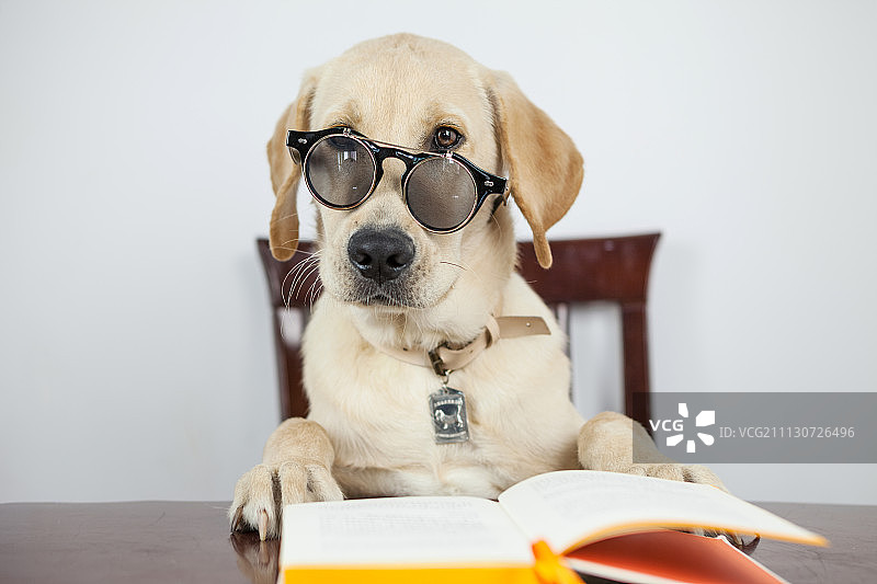 拉布拉多犬在看书图片素材