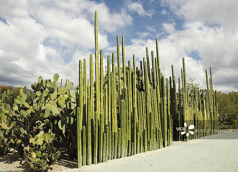 仙人掌，墨西哥篱笆柱状仙人掌，边缘仙人掌。图片素材