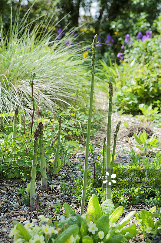 芦笋，芦笋，几根不同高度的茎生长在砾石花园中。图片素材