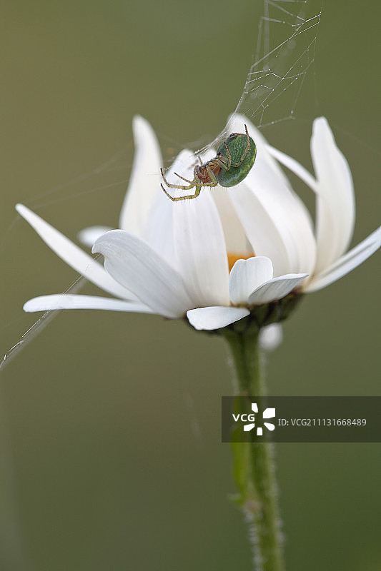 牛眼雏菊，白菊花，白色花瓣开放的侧面图。一只绿红相间的小花园蜘蛛正在花上织网。图片素材