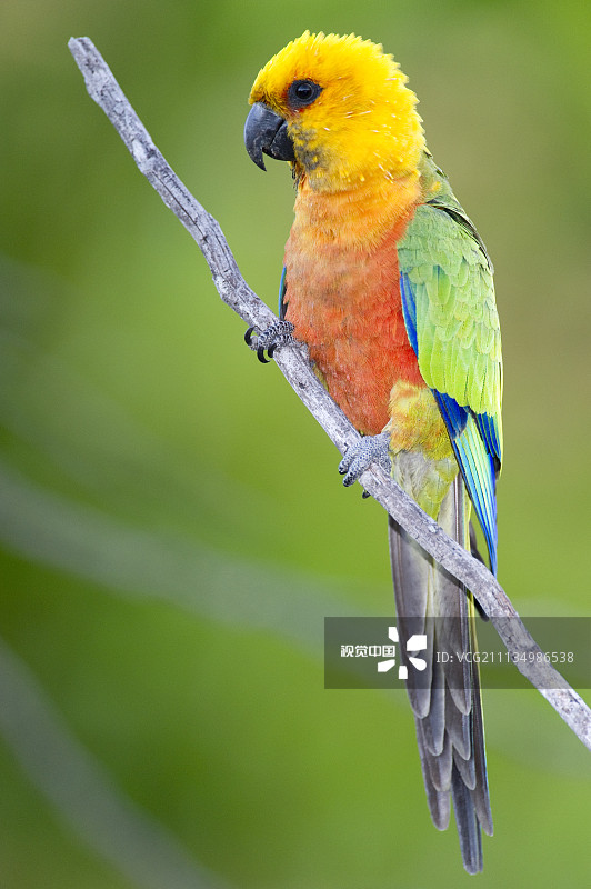 一只长尾小鹦鹉(Aratinga Jandaya)栖息在巴西皮奥伊的一根树枝上。8月。图片素材