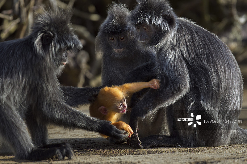 2周大的小叶猴在争夺幼仔。巴科国家公园，沙捞越，马来西亚，婆罗洲。图片素材