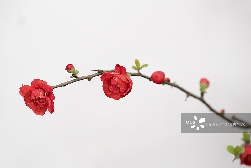 红色海棠花白底设计素材图片素材
