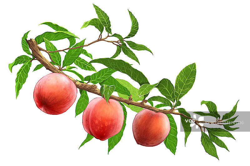 桃子,植物图片素材