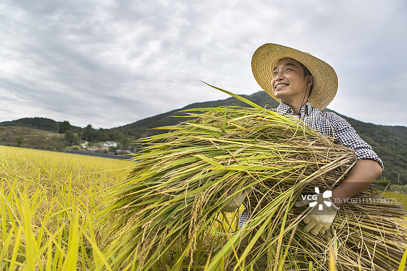 一名男子在稻田里拿着一堆稻子的照片图片素材