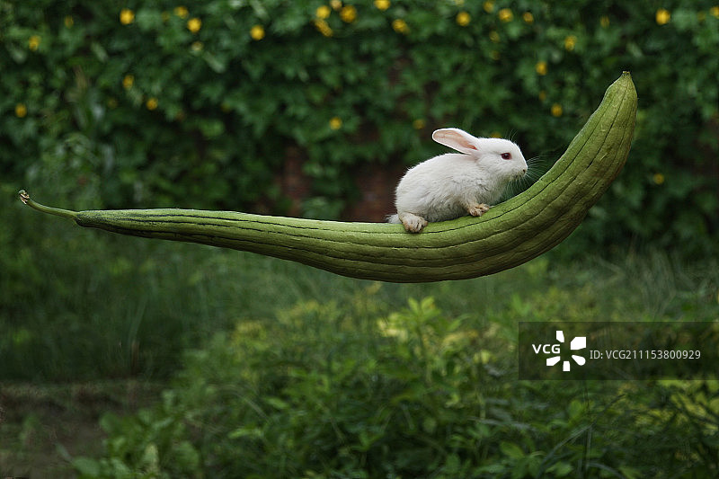一只兔子趴在丝瓜上图片素材