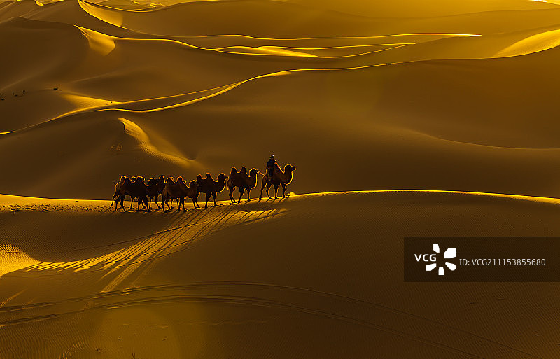 沙漠骆驼夕阳 --内蒙古阿拉善图片素材