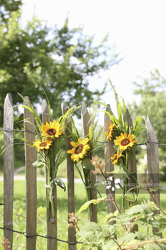 木篱笆上的一束束向日葵图片素材