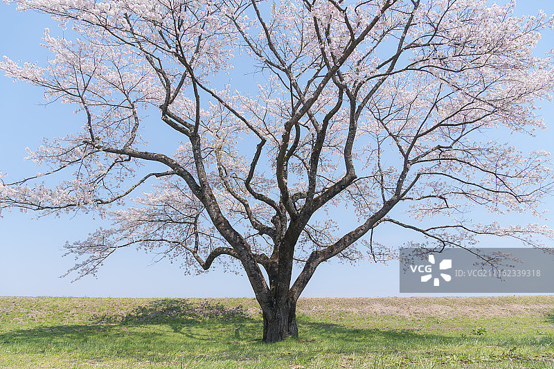 一颗樱花树图片素材