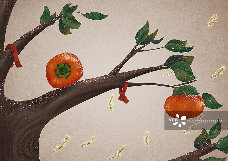 芦花飘飘中的柿子图片素材