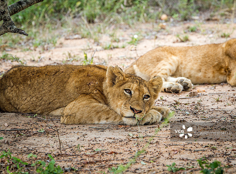 在卡帕马野生动物保护区产下幼狮。图片素材