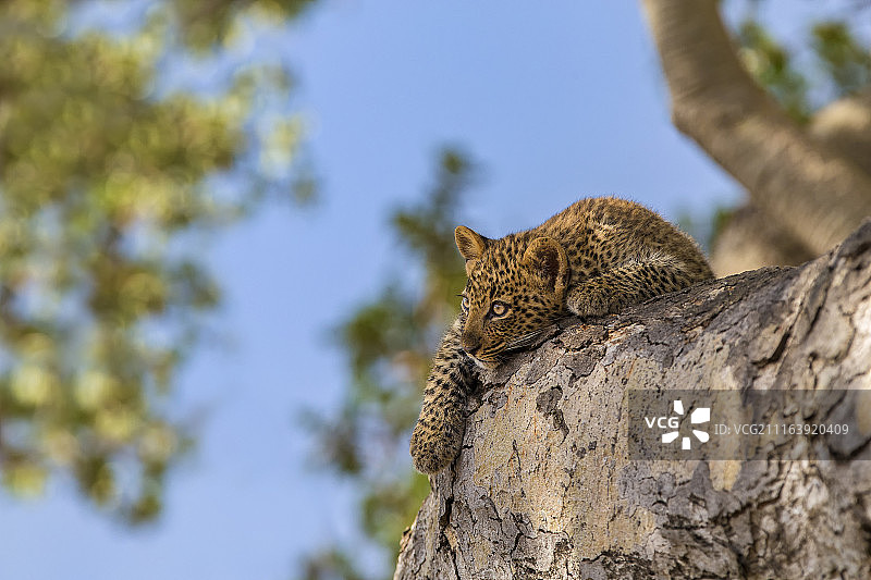 豹幼崽在岩石上休息图片素材