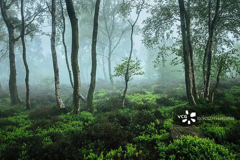 森林被雾覆盖的景象图片素材