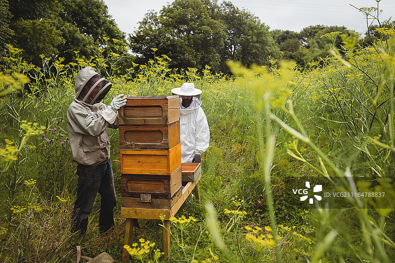 养蜂人从蜂箱中取出蜂蜜框图片素材