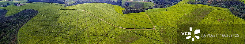 广阔的绿茶种植园鸟瞰图图片素材