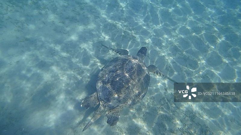 海龟在蓝色海水中游泳水生动物水下照片图片素材