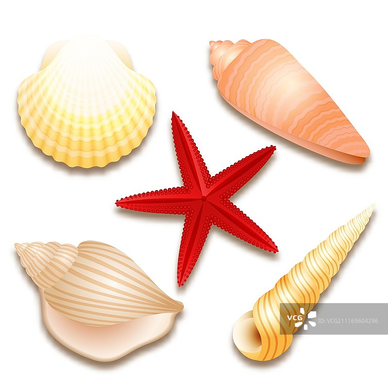 海贝集和红色海星孤立矢量插图图片素材