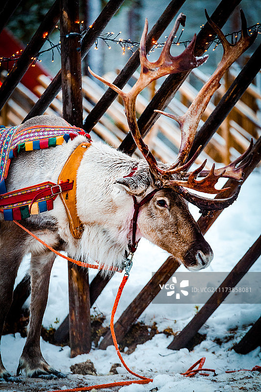 芬兰圣诞老人村里的驯鹿图片素材
