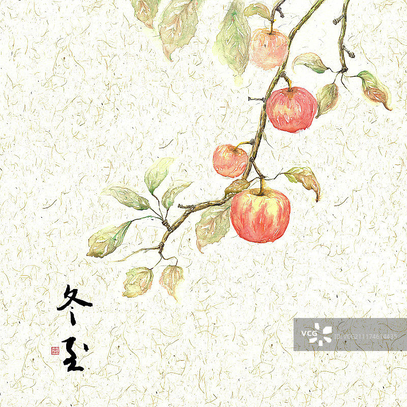 插画二十四节气果蔬系列之冬至苹果图片素材