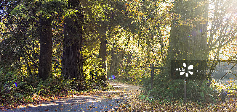 在美国的林地地区显示一条道路的背板与绿色和秋天的树木图片素材
