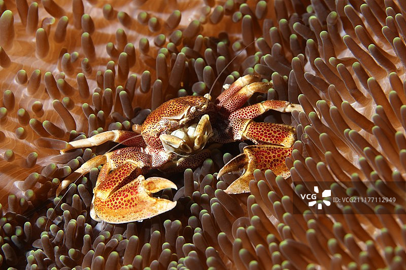 珊瑚生命潜水印度尼西亚海洋图片素材