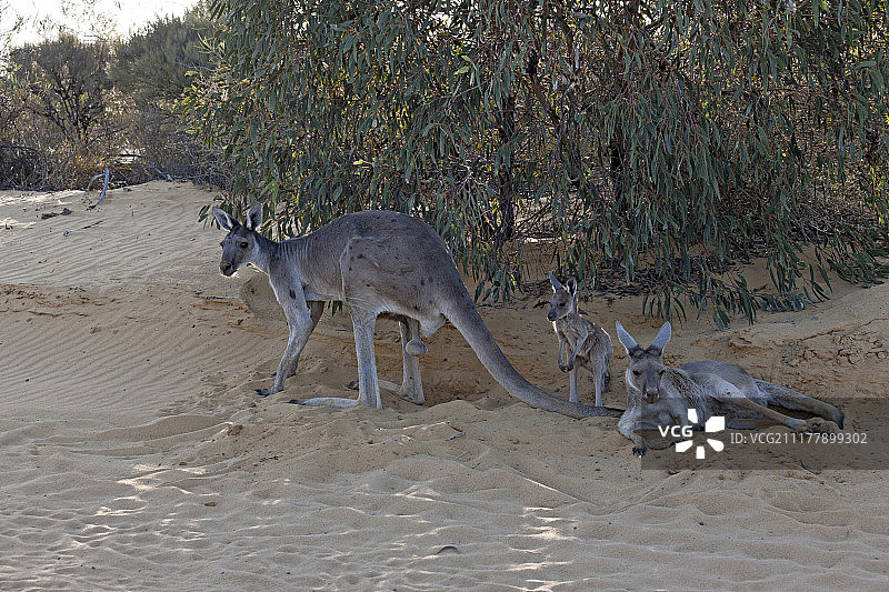 西部灰袋鼠，科，卡尔巴里国家公园，卡尔巴里，西澳大利亚，澳大利亚，大洋洲图片素材