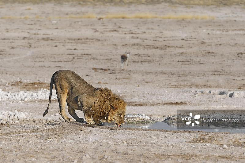 非洲狮(狮子)，饮水，Nebrownii水坑，Etosha国家公园，纳米比亚，非洲图片素材