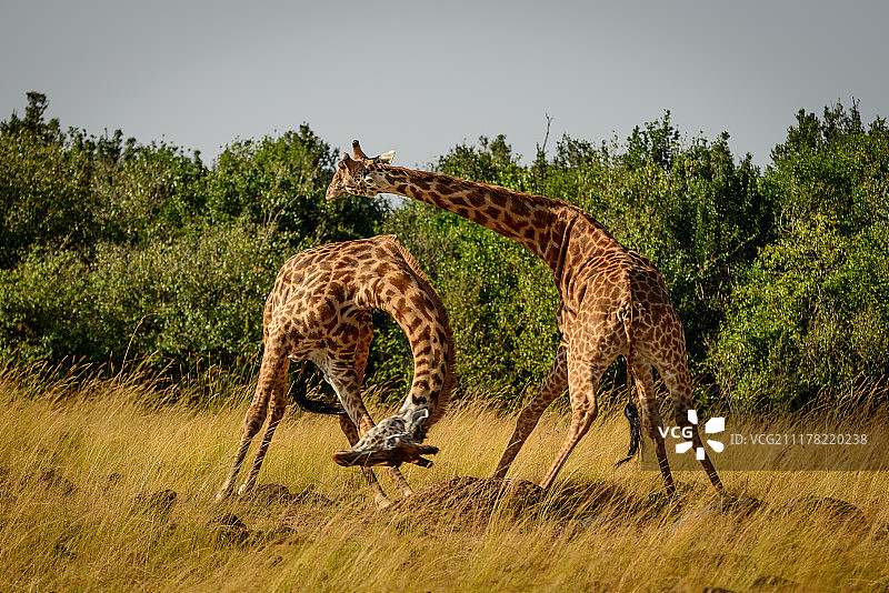 长颈鹿的战斗图片素材