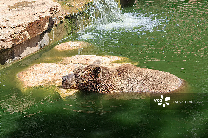 叙利亚熊在水里休息了一天图片素材