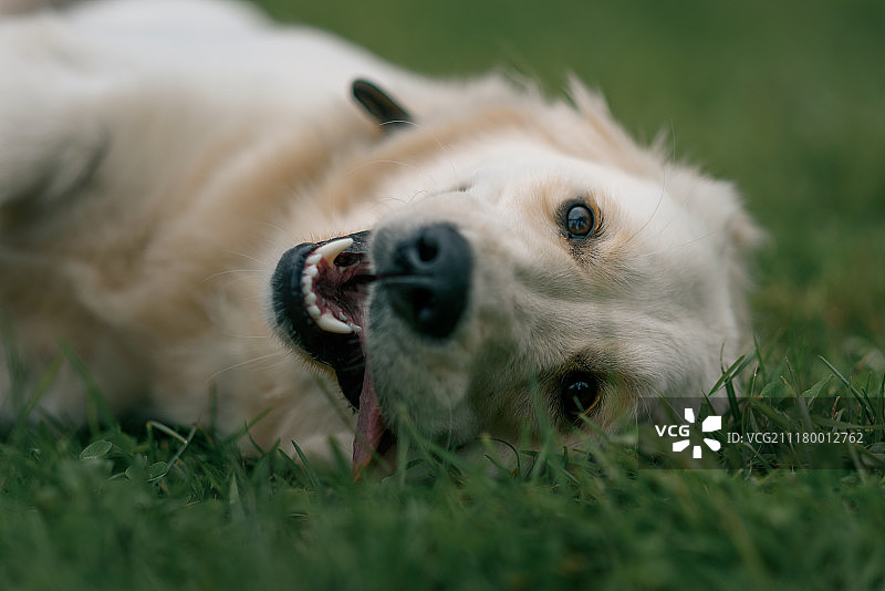 白色拉布拉多寻回犬的肖像躺在绿色的草地上的公园图片素材