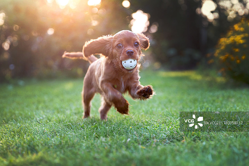 快乐的小狗玩球图片素材