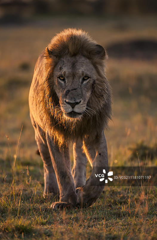 雄狮(Panthera leo)，成年雄狮，在晨曦中行走在草原上，马赛马拉，塞伦盖蒂，东非大裂谷省，肯尼亚，非洲图片素材