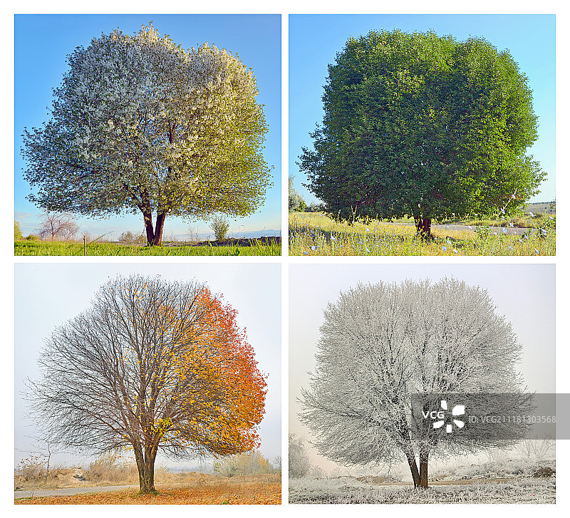 为一棵孤独的树准备了四季图片素材