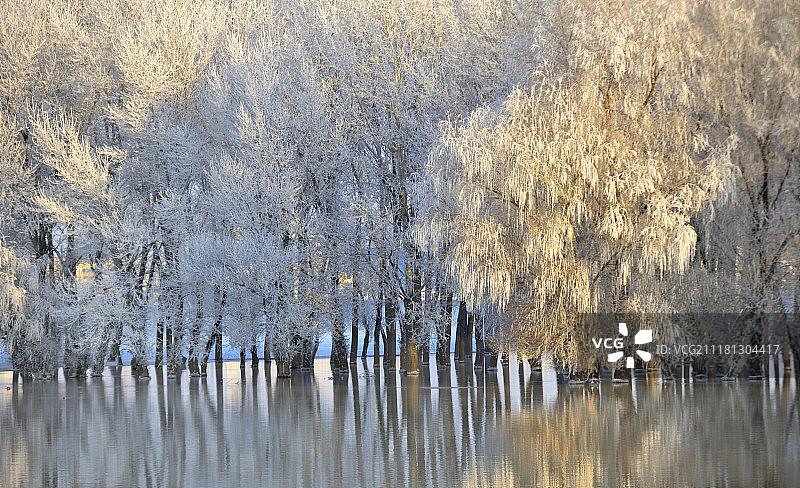 冬天的树上有水的倒影图片素材