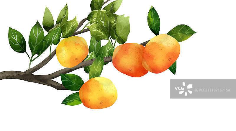清新水彩风格植物系列之橘子图片素材