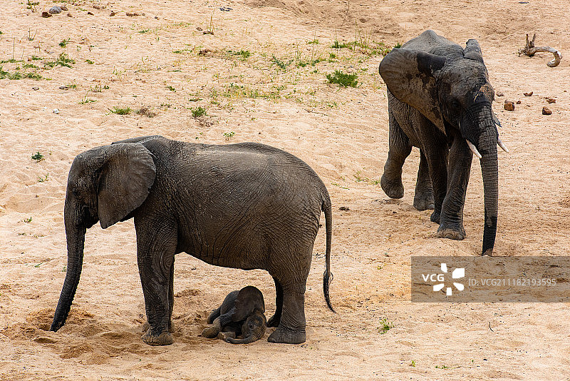 大象的家庭和可爱的婴儿图片素材