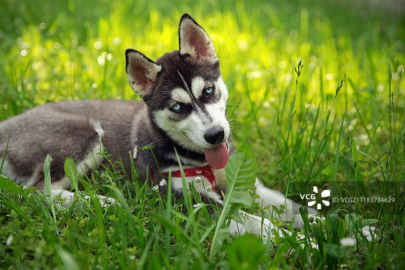 动物-阿拉斯加雪橇犬图片素材