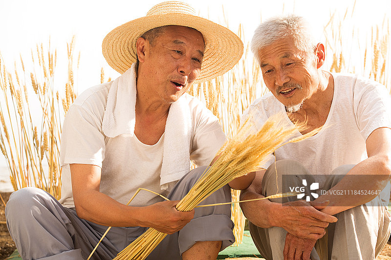 两位老农民拿着麦穗图片素材