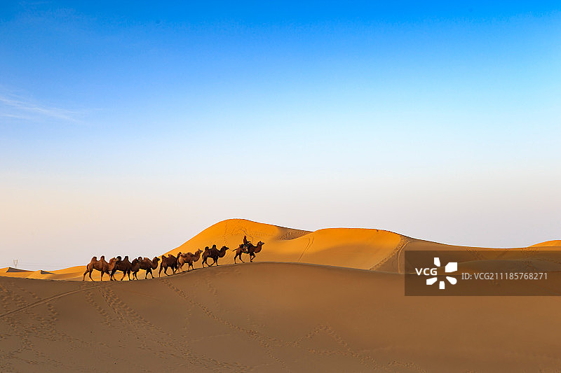 内蒙古额济那旗沙漠和骆驼图片素材