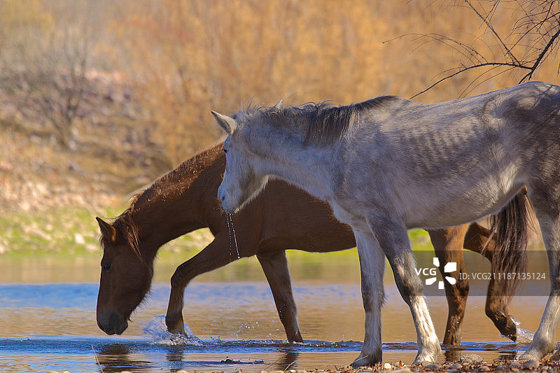 亚利桑那州的盐河野马图片素材