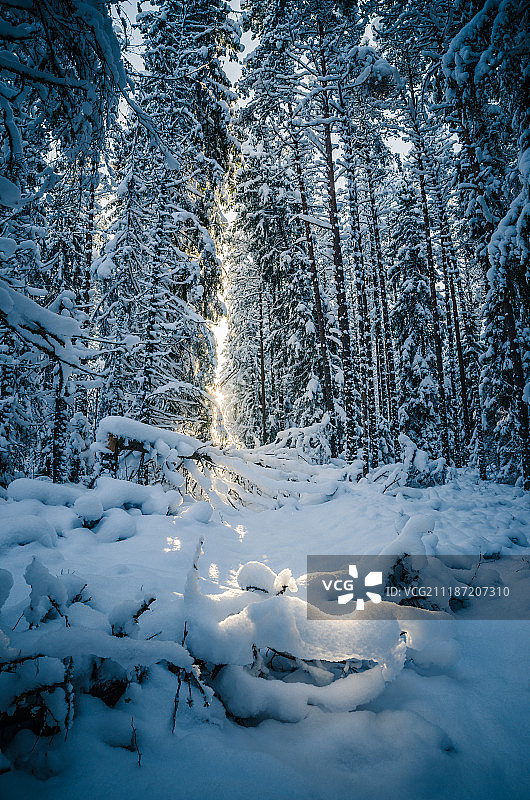冰雪覆盖的树木图片素材